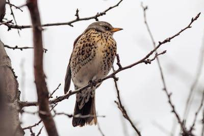 Ilustrasi burung anis kembang trotol. Foto: pixabay