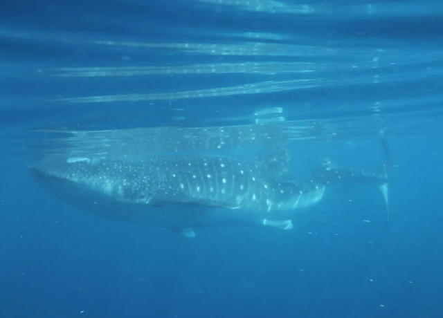 Hiu paus dengan punggung bengkok membentuk huruf S. Foto: NOAA/Eric Hoffmayer