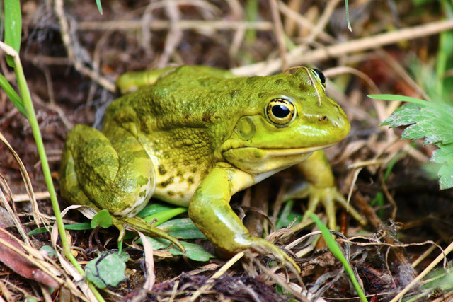 Ilustrasi katak. Foto: Unsplash