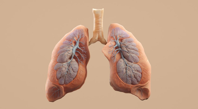 Ilustrasi Soal Organ Pernapasan Manusia Kelas 5, Foto: Unsplash/Aakash Dhage