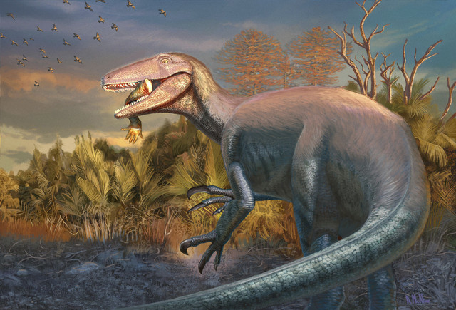 Gambar ini menunjukkan ilustrasi seniman dari dinosaurus baru yang ditemukan, Joaquinraptor casali, dengan kaki depan kerabat buaya purba di mulutnya. Foto: Andrew McAfee, Carnegie Museum of Natural History via AP