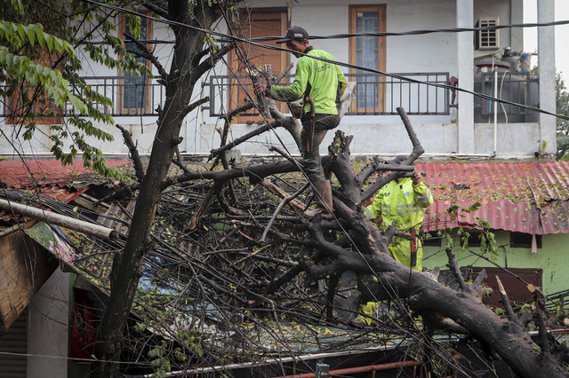 Sejumlah petugas membereskan pohon tumbang di kawasan Cilandak, Jakarta, pada Kamis (26/9/2025).  Foto: Iqbal Firdaus/kumparan