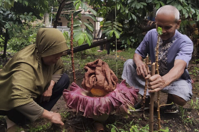 Bunga suweg (Amorphophallus paeoniifolius), yang masih berkerabat dengan bunga bangkai, ditemukan tumbuh di sebuah pekarangan kosong milik warga di Jalan Raya Krukut RT 02/RW 04, Kecamatan Limo, Depok, Kamis (25/9/2025). Foto: kumparan