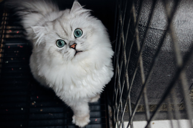 Ilustrasi Prompt Gemini AI Edit Foto Kucing dengan Name Tag, sumber gambar unsplash/Canroro
