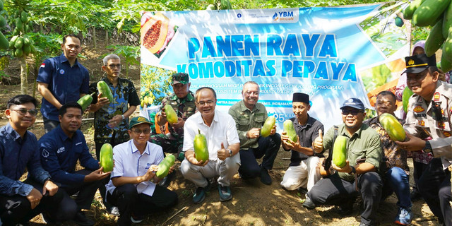Momen Hari Tani Nasional, IPB, YBM BRILiaN, dan Petani Gelar Panen Pepaya Calina