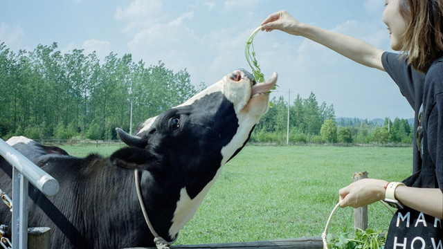 Dairyland Farm Theme Park Puncak. Foto hanya sebagai ilustrasi saja, bukan gambar sebenarnya. Sumber: Unsplash/Kai Wei.
