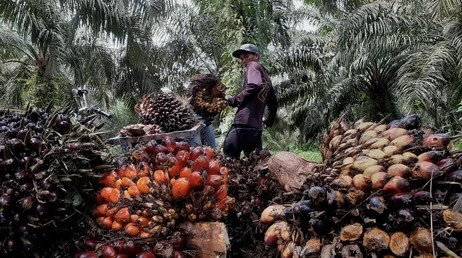 Minyak kelapa sawit mentah (crude palm oil) sebagai bahan baku biodiesel yang diimpor ke Uni Eropa dan dipermasalahkan dalam Panel WTO. (Sumber: shutterstock)
