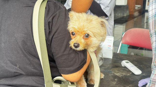 Vaksinasi rabies gratis oleh Pemkot Yogyakarta yang berlangsung di Kelurahan Sorosutan, Kecamatan Umbulharjo, Kota Yogykarta. Foto: Yusuf Hay/Pandangan Jogja