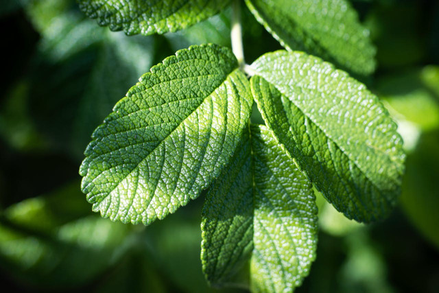 Ilustrasi daun. Foto: Pexels