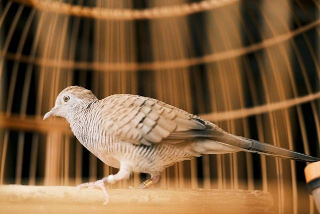 Ilustrasi burung perkutut bangkok. Foto: unsplash