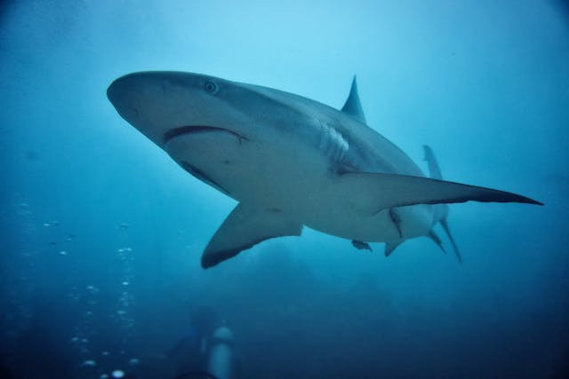 ilustrasi Apakah ikan hiu bisa dimakan - foto:pexels/Samson Bush