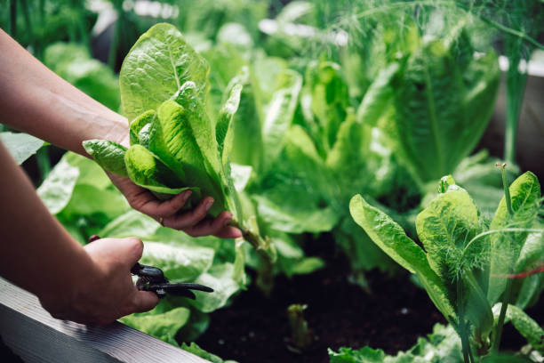 Ilustrasi Vegetables Plant Grow A Garden, Foto: Unsplash/alvarez.