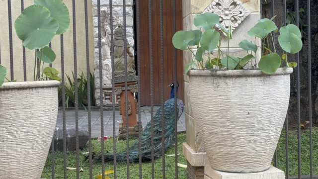 Rumah mewah di Duren Sawit, Jakarta Timur yang pelihara sejumlah burung merak dan jadi tontonan warga pada Minggu (28/9/2025). Foto: Abid Raihan/kumparan