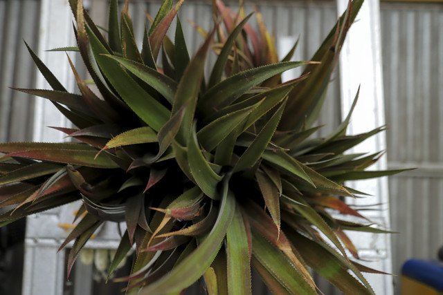 Limbah daun nanas sebelum diolah di Rumah Produksi Koperasi Miwa di Kota Prabumulih, Sumatera Selatan, Kamis (18/9/2025). Foto: Syawal Febrian Darisman/kumparan