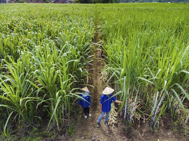ID FOOD serap gula petani. Foto: Dok. ID FOOD