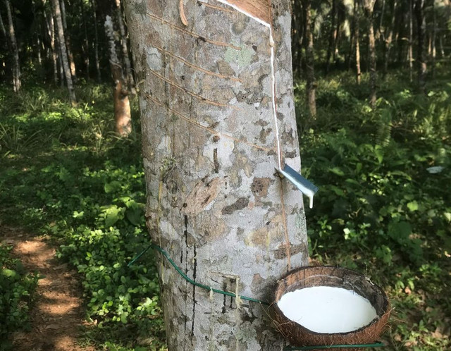 Belajar dari pohon karet, sumber: Pexels.