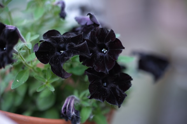 Ilustrasi untuk Black Bat Flower Grow a Garden. Sumber: Unsplash/Zahraa Hassan