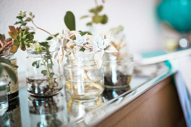 Ilustrasi ciri-ciri proses kapilaritas pada tanaman. Foto: Unsplash