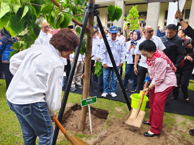 Ketua Dewan Pengarah BRIN yang juga Presiden ke-5 RI Megawati Soekarnoputri menamam pohon bondhi di halaman Balairung UGM, Rabu (1/10). Foto: Arfiansyah Panji/kumparan