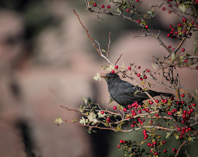 Ilustrasi burung srigunting. Foto: pexels