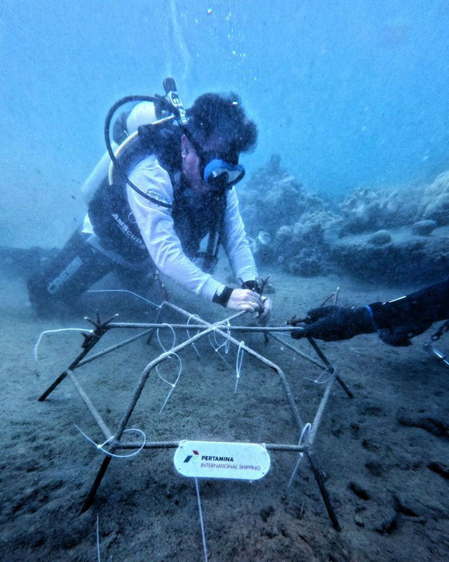 Pertamina International Shipping (PIS) bersama Seasoldier melakukan penanaman fragmen terumbu karang sebagai langkah memperkuat ekosistem biru di Pantai Letan, Desa Morella, Maluku Tengah. Foto: Dok. Pertamina