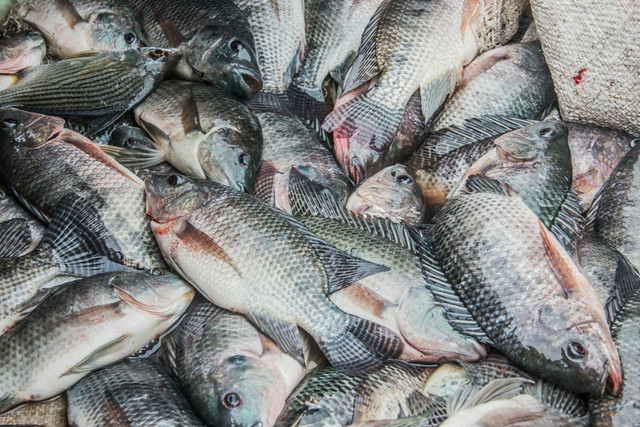 Ilustrasi ikan mujair. Foto: Unsplash