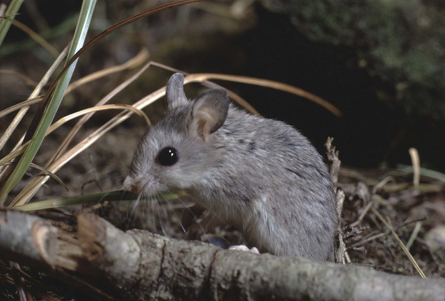 Tikus belalang (grasshopper mouse). Foto: Liz Weber/Shutterstock