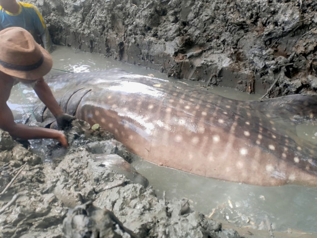 Proses penguburan hiu paus terdampar di Bekasi, Selasa (30/9/2025). Foto: Dok. Istimewa