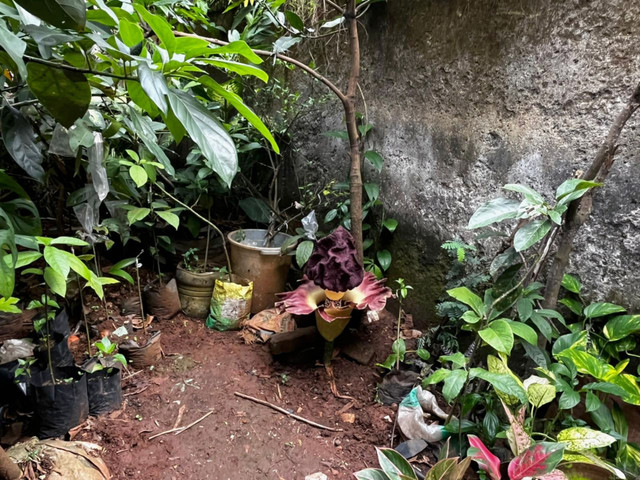 Bunga bangkai yang mekar di kawasan Srengseng Sawah, Jagakarsa, Jakarta Selatan, Sabtu (4/10/2025).  Foto: Rayyan Farhansyah/kumparan