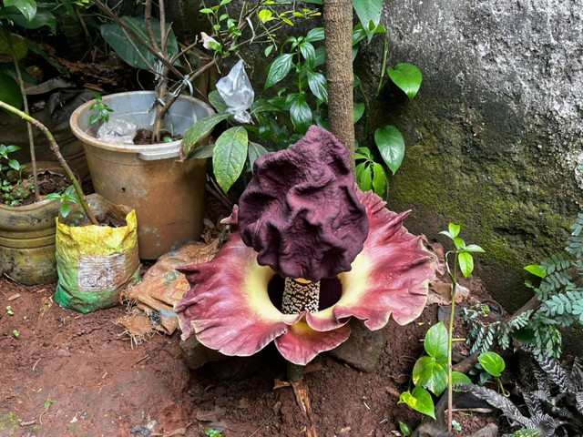 Bunga bangkai yang mekar di kawasan Srengseng Sawah, Jagakarsa, Jakarta Selatan, Sabtu (4/10/2025).  Foto: Rayyan Farhansyah/kumparan