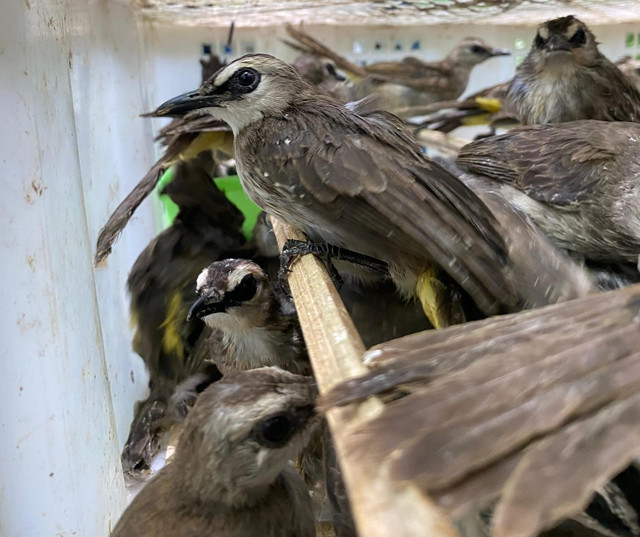 Penampakan penyelundupan burung yang berhasil digagalkan. | Foto: Dok BKSDA