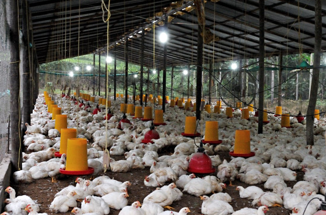 Sumber Foto : https://www.pexels.com/id-id/foto/peternakan-ayam-besar-di-ekuador-area-pemberian-pakan-32840078/ 