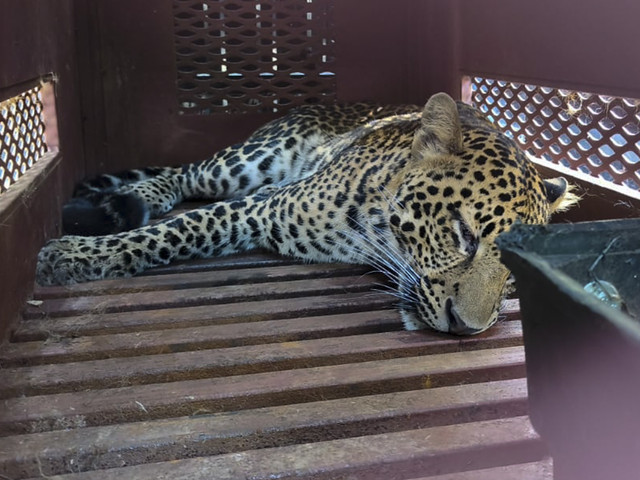 Evakuasi macan tutul yang masuk hotel di Jalan Padasaluyu, Kelurahan Isola, Kecamatan Sukasari, Kota Bandung, Senin (6/10/2025). Foto: Linda Lestari/kumparan
