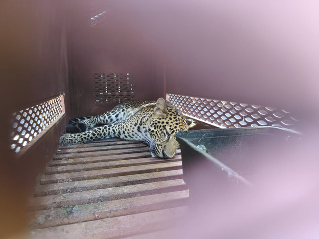 Evakuasi macan tutul yang masuk hotel di Jalan Padasaluyu, Kelurahan Isola, Kecamatan Sukasari, Kota Bandung, Senin (6/10/2025). Foto: Linda Lestari/kumparan