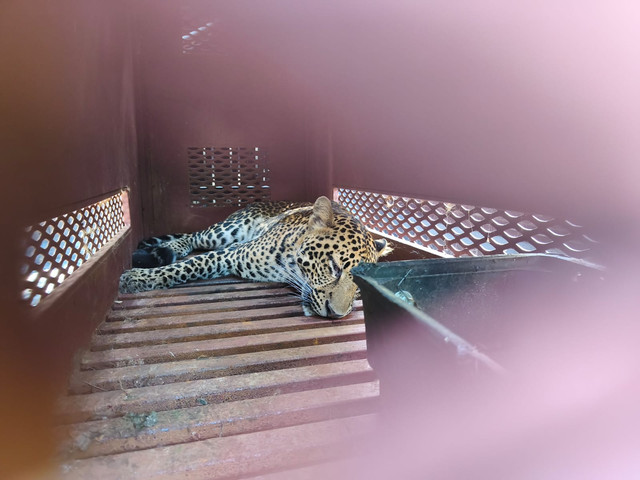 Evakuasi Macan Tutul yang masuk hotel di Bandung, Senin (6/10). Dok. Linda Lestari.