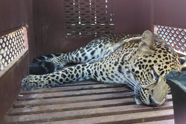 Evakuasi macan tutul yang masuk hotel di Jalan Padasaluyu, Kelurahan Isola, Kecamatan Sukasari, Kota Bandung, Senin (6/10/2025). Foto: Linda Lestari/kumparan