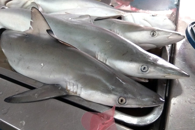 Ilustrasi ikan hiu. Foto: Shutterstock