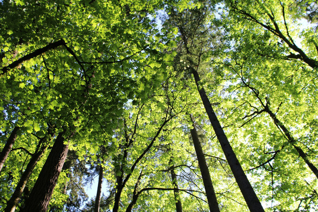 Ilustrasi jaringan sklerenkim pada tumbuhan. Foto: Unsplash