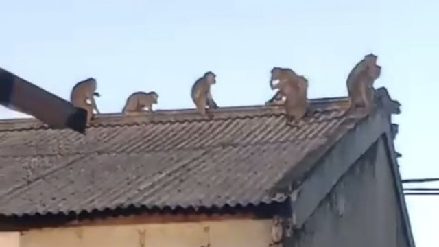 Kawanan monyet liar mendatangi rumah-rumah warga di Kelurahan Ciater, Kecamatan Serpong, Kota Tangerang Selatan, Senin (6/10/2025). Foto: Dok. Istimewa