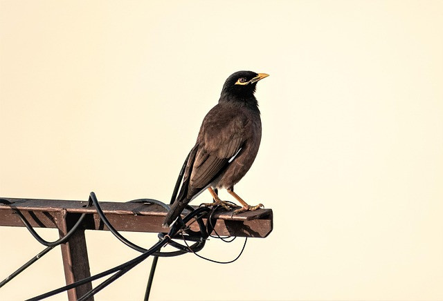 Ilustrasi burung beo. Foto: pixabay