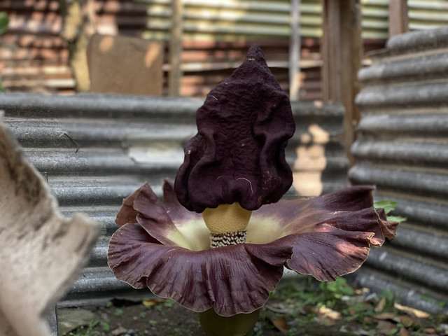 Bunga suweg yang tumbuh di halaman seorang warga di Gamping, Sleman. Foto: Pandangan Jogja/Resti Damayanti