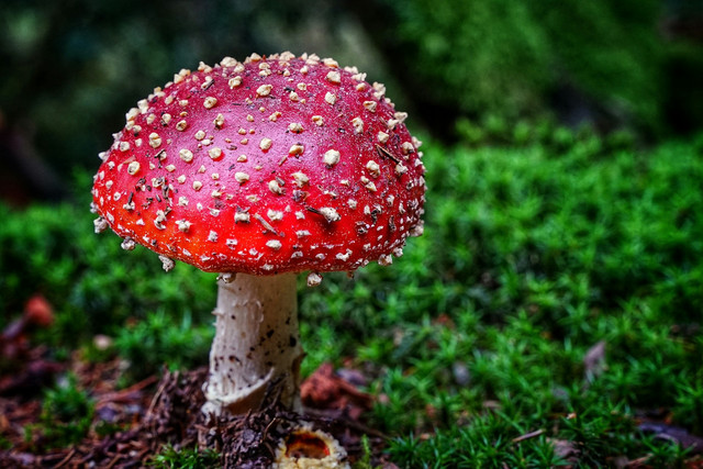 Ilustrasi ciri-ciri jamur beracun. Foto: Unsplash