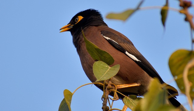 Ilustrasi burung hias. Foto: pixabay