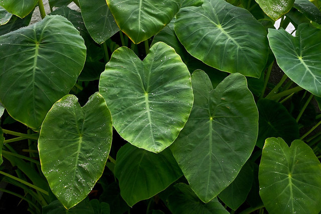 Daun Talas. Foto: Pexels