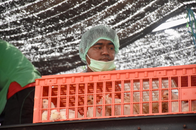 RI ekspor ayam hidup ke Singapura. Foto: Kementan RI