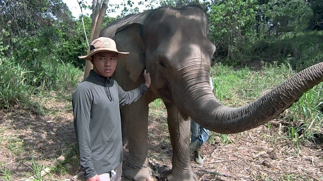Salah satu gajah di Sekolah Gajah yang bernama Linda, didampingi oleh pengurusnya, Ozi/Anyelir.