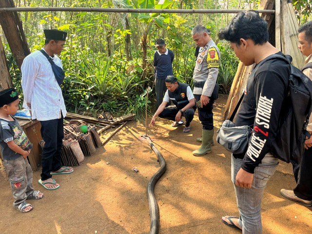 Ular king cobra mati dengan kepala tertancap tongkat kayu. Foto: Dok. Polres Sukabumi