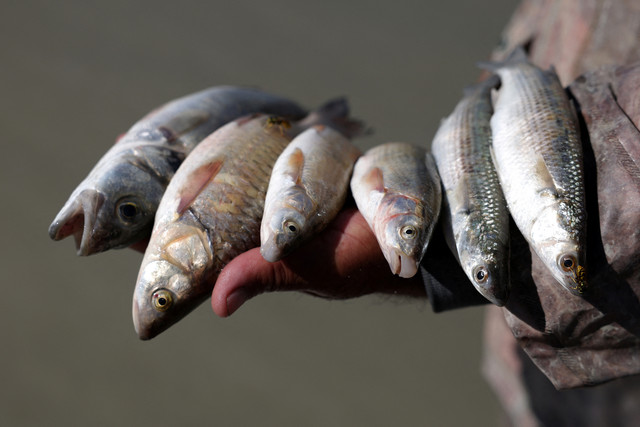 Seorang nelayan memegang ikan di tangannya di tepi Sungai Vjosa, yang baru-baru ini ditetapkan sebagai situs UNESCO, dekat Selenice, Albania, 4 Oktober 2025. Foto: REUTERS/Florion Goga