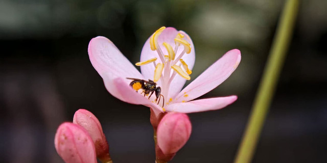 IPB University Rumah bagi 50 Spesies Serangga Penyerbuk