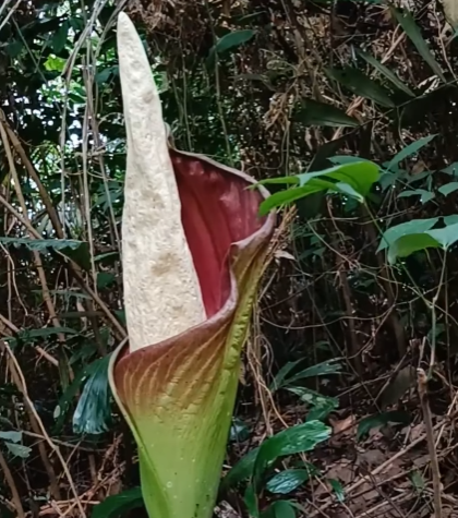 Penampakan langka, bunga bangkai yang mekar di Hutan Singkawang. Foto: Dok. Instagram @mysingkawang